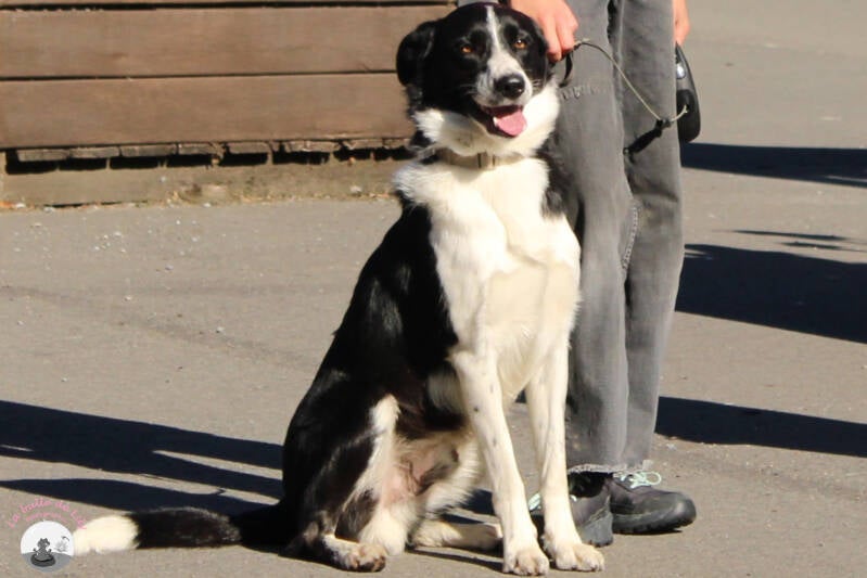 saint-hubert-4-standard.jpg