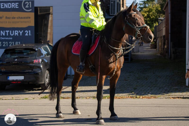saint-hubert-5-standard.jpg
