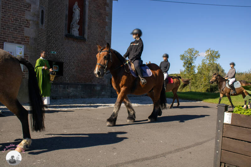 saint-hubert-96-standard.jpg