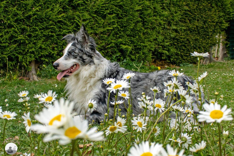 sora-marguerites-1-bis-standard-8osz59.jpg