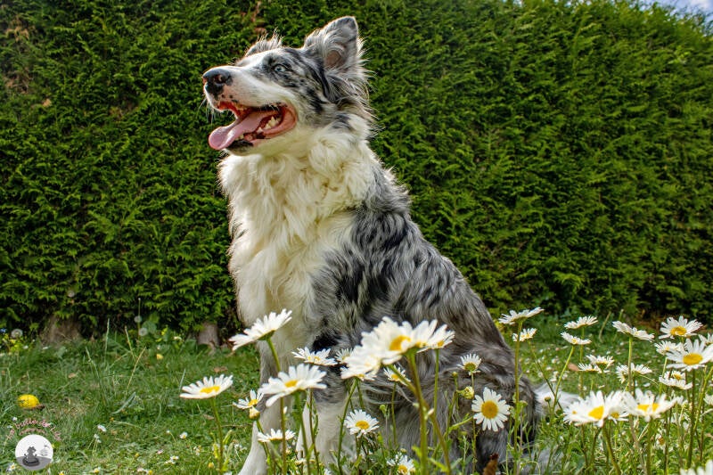 sora-marguerites-2-bis-standard-chb0a6.jpg