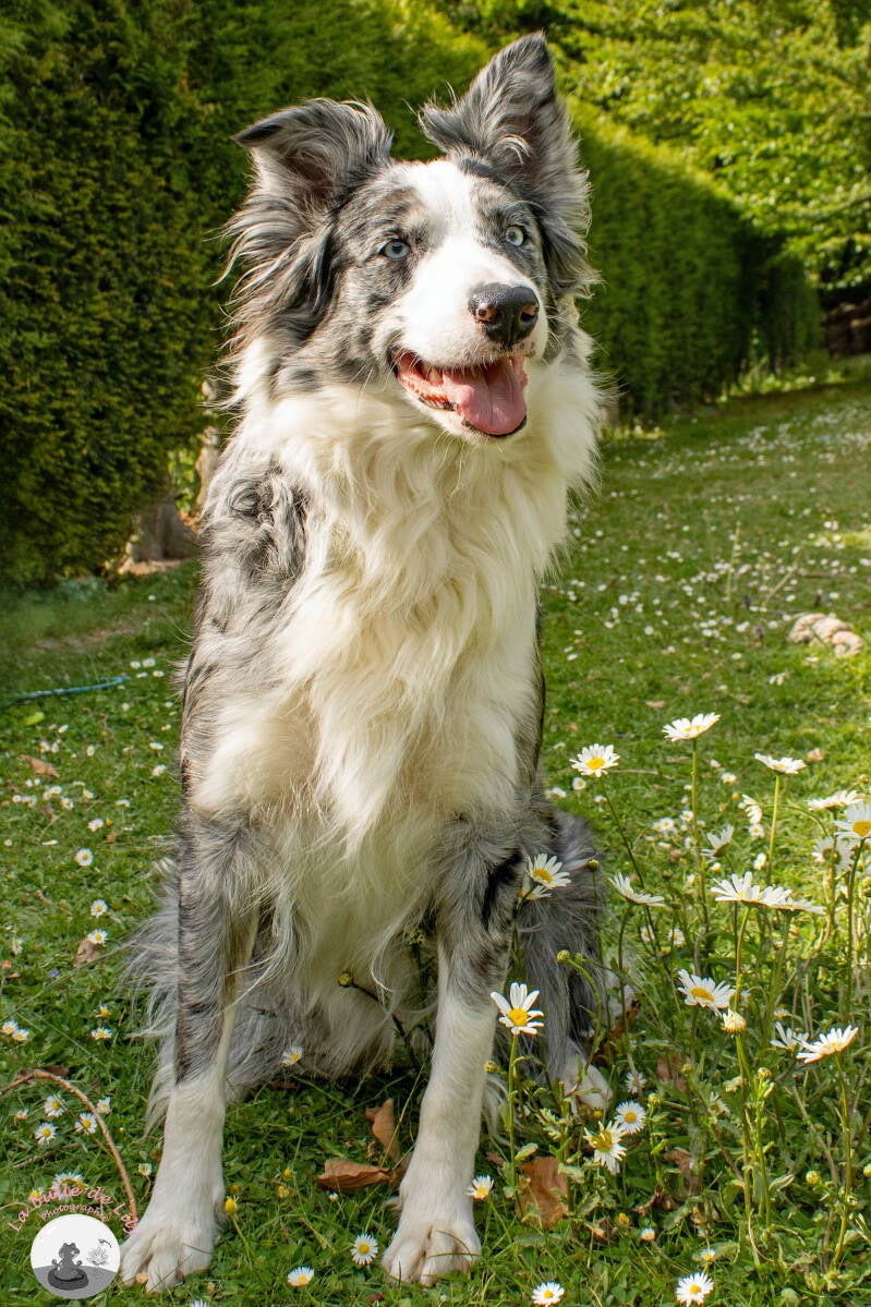 sora-marguerites-3-bis-standard-ok06bc.jpg