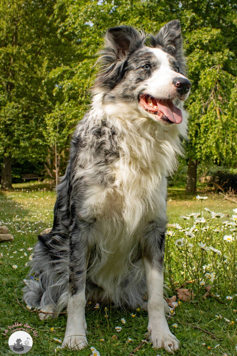 sora-marguerites-4-standard-4ro9e1.jpg