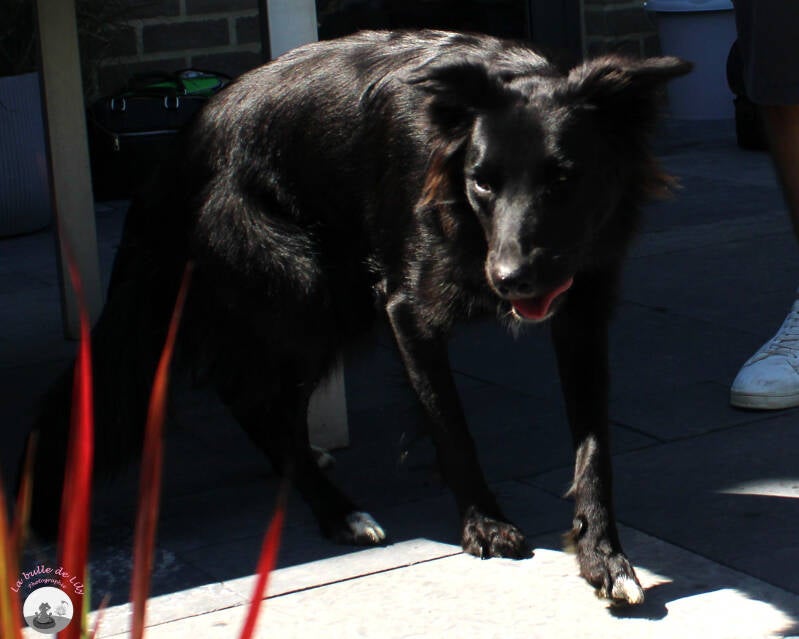 xena-2-standard-h75dxg.jpg