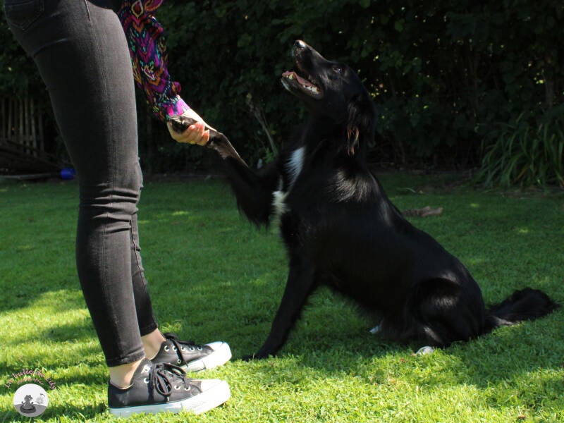 xena-5-standard-rpq383.jpg