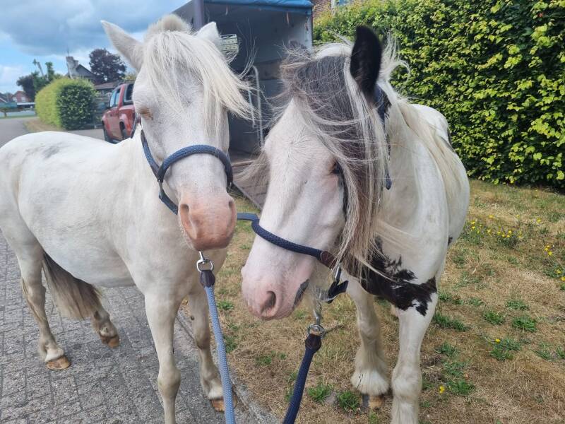 Louie und Odin auf dem Weg zur Tagesmutter´s Sommerfest