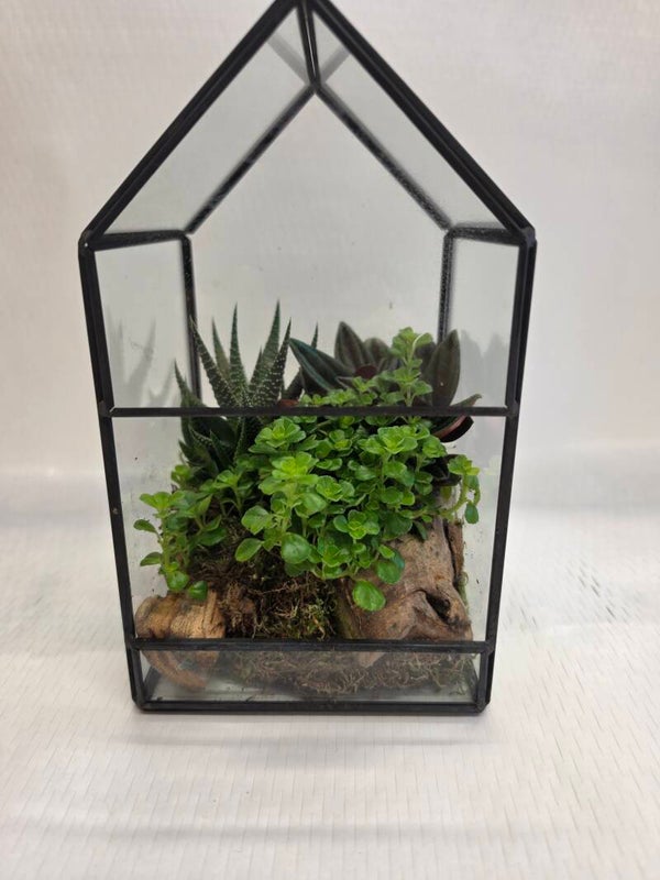“Terrario Geometrico con Piante Grasse”