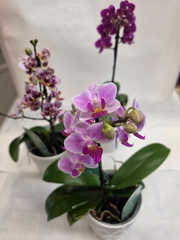 "Orchidea Phalaenopsis in Vasetto Bianco