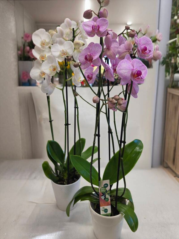 "Orchidea Phalaenopsis a 3 rami