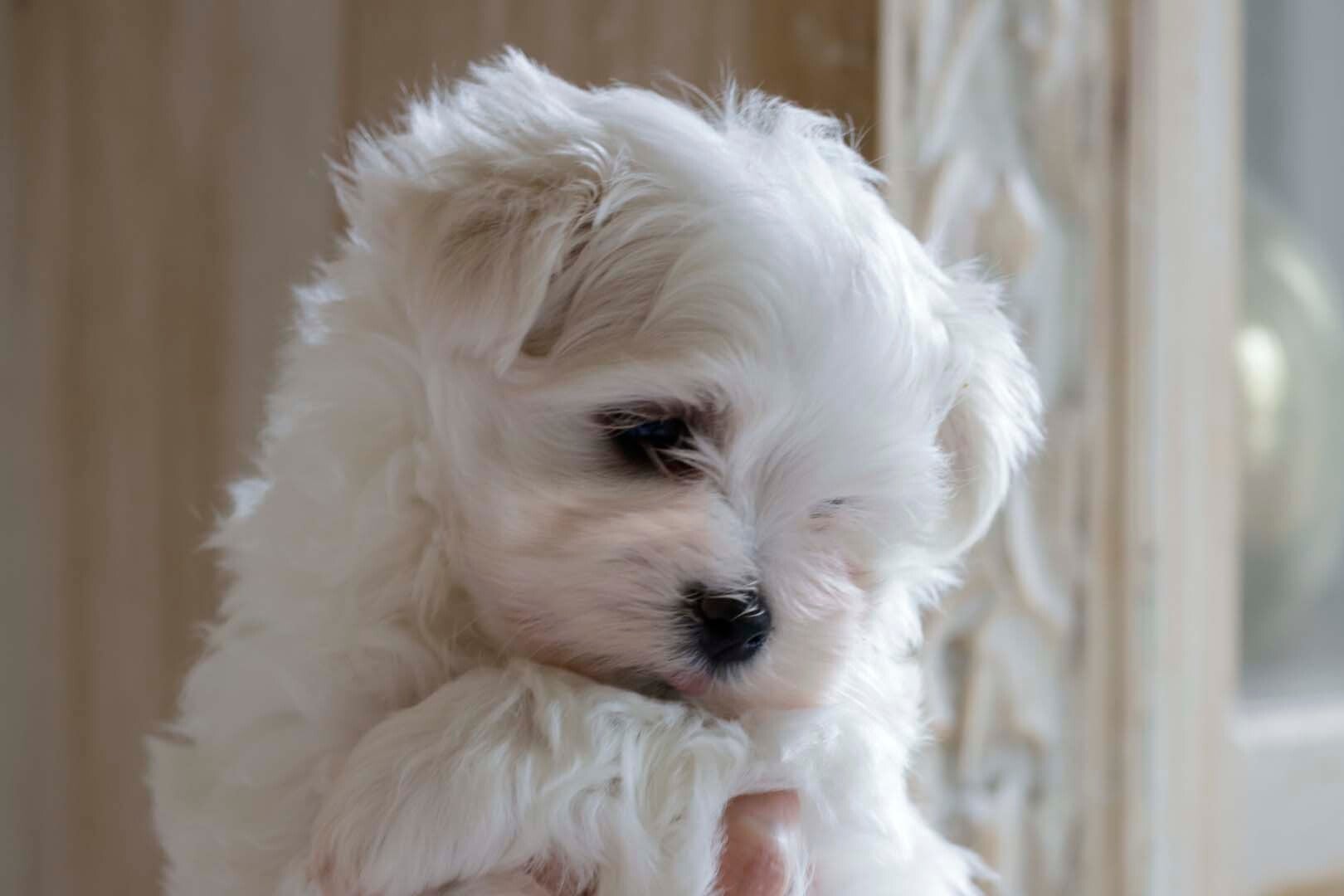 Arrow 1 mois et demi des légéndes du temple Maltais