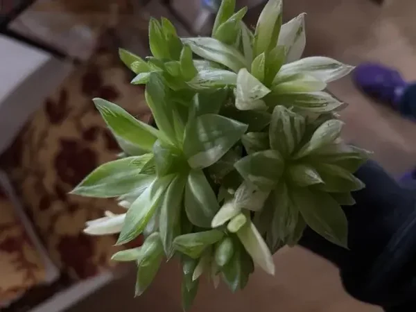 haworthia cymbiformis variegata