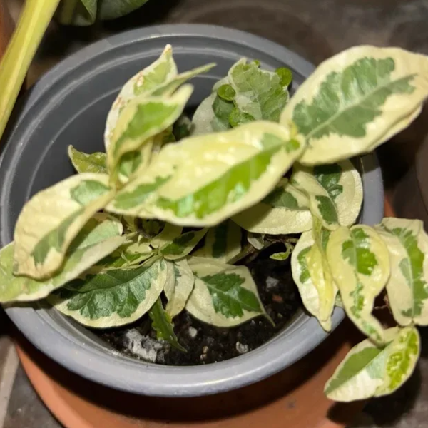 Ficus Pumila Radicans Variegado