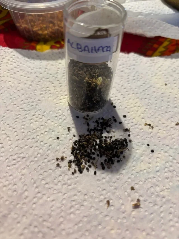 semillas de albahaca