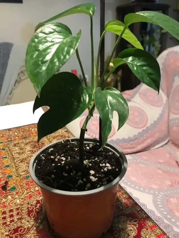 Rhaphidophora tetrasperma “Monstera Mínima”