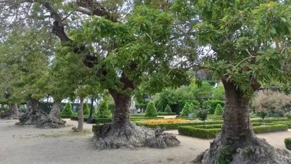 Semillas de Ombu (Phytolacca dioica)