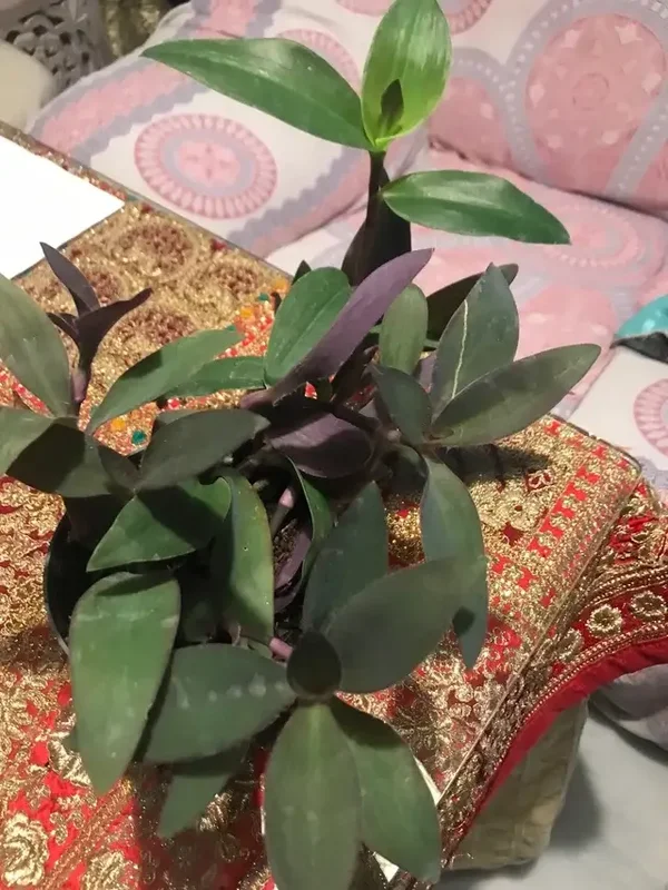 Tradescantia cerinthoide