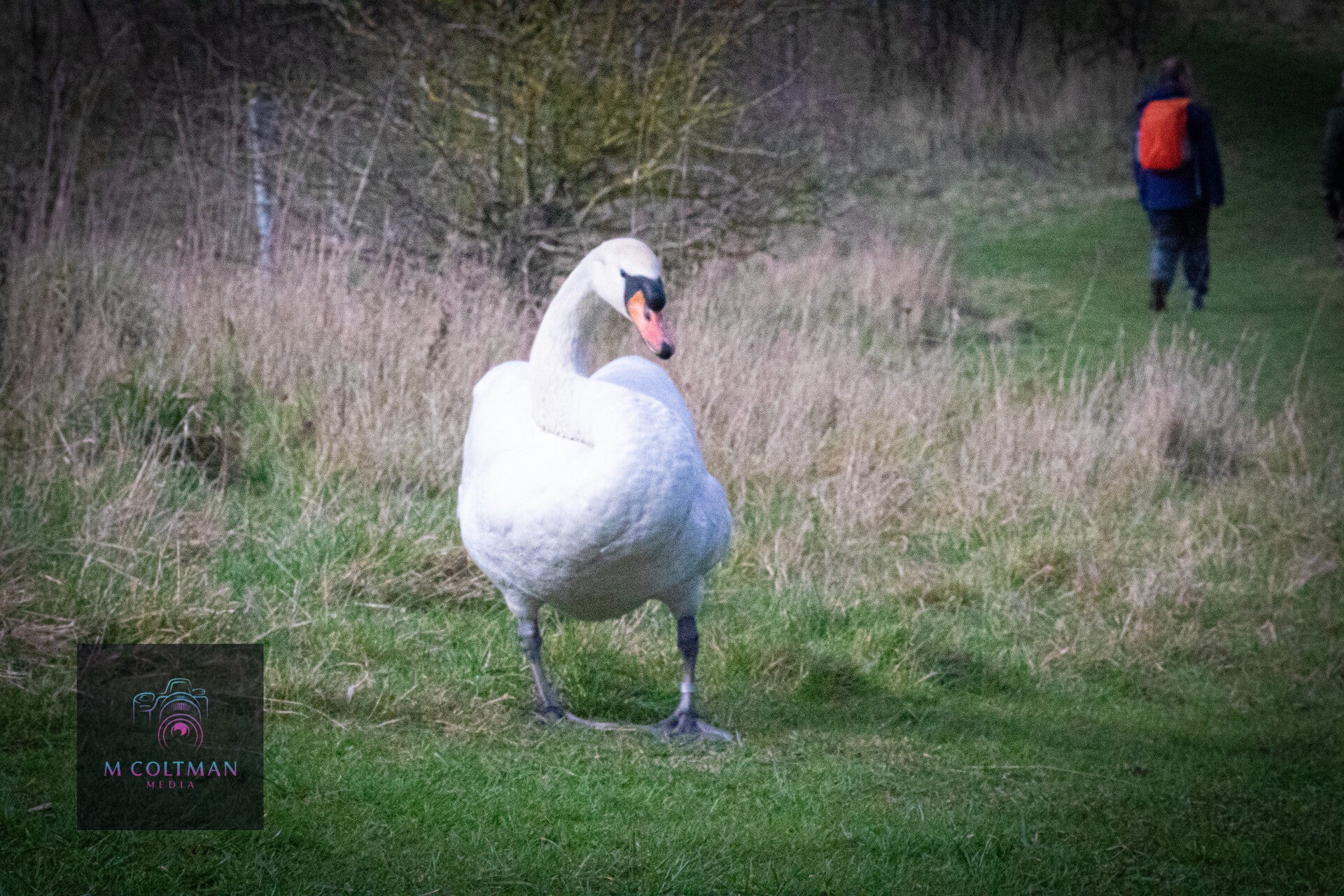 swan