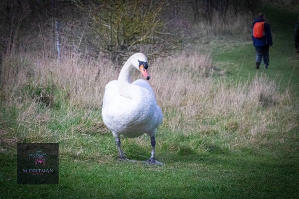 swan