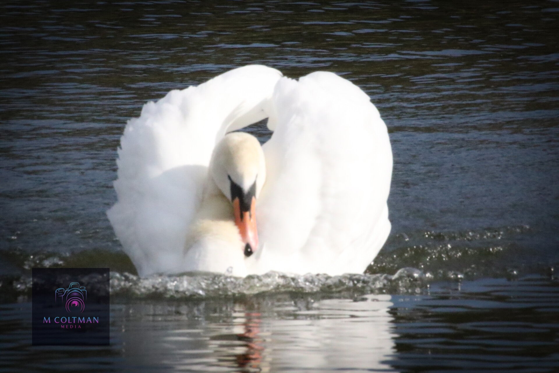 swan swimming