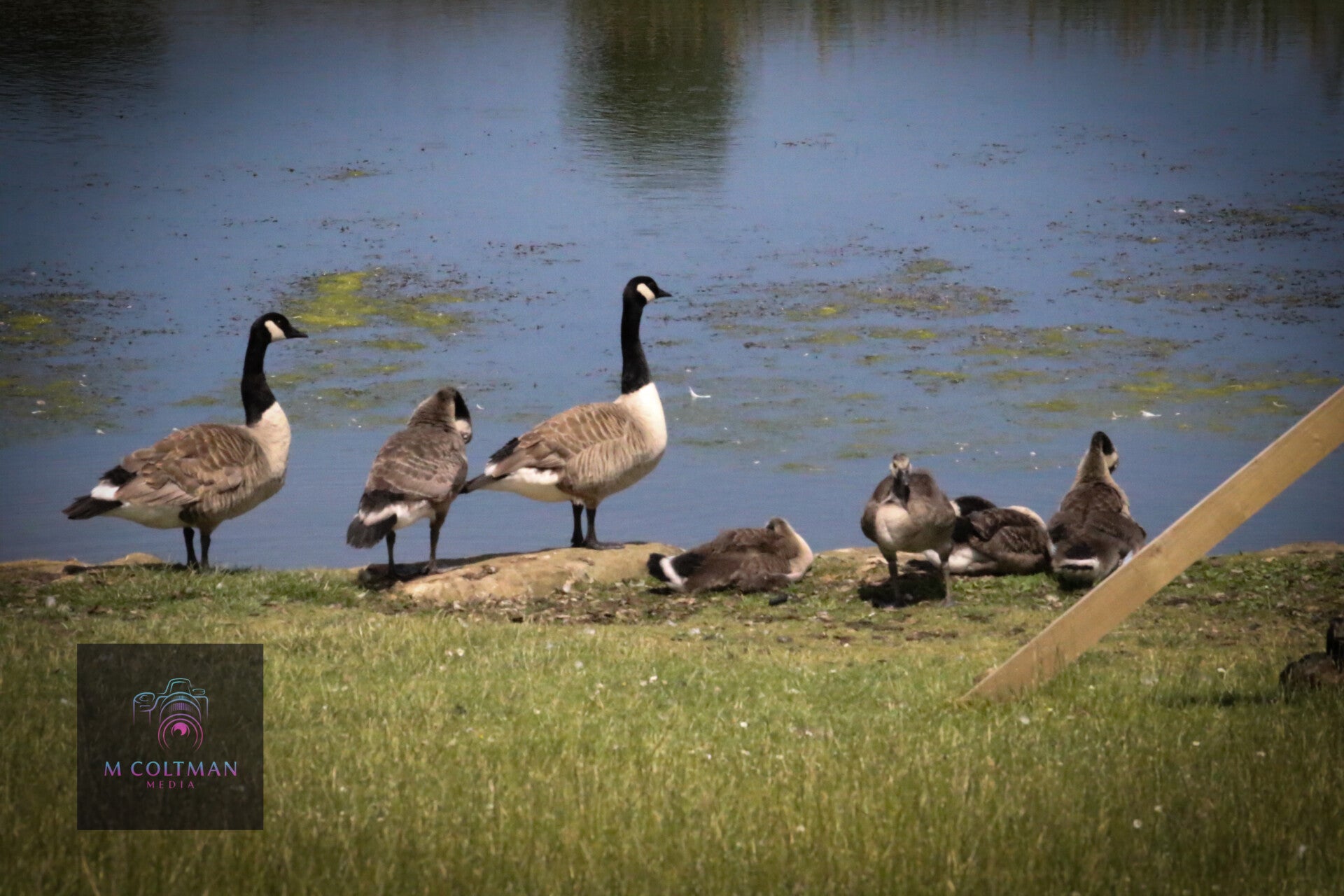 river side wild life