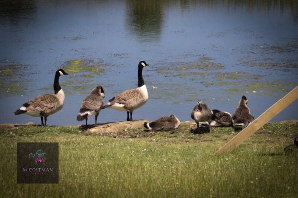 river side wild life