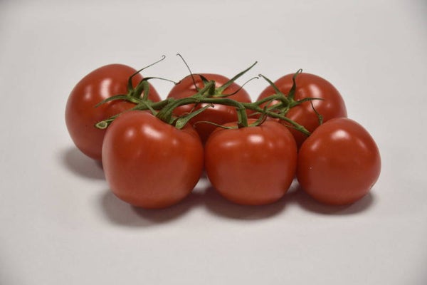 Tros tomaten