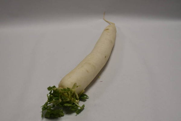 Rettich