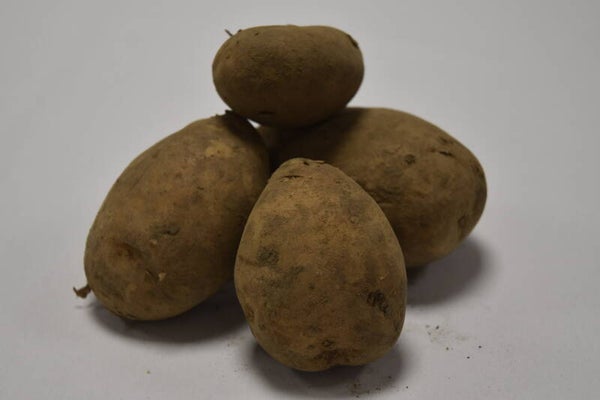 Nieuwe Moese patatten 5kg