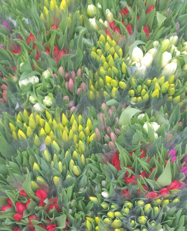 Bos Tulpen