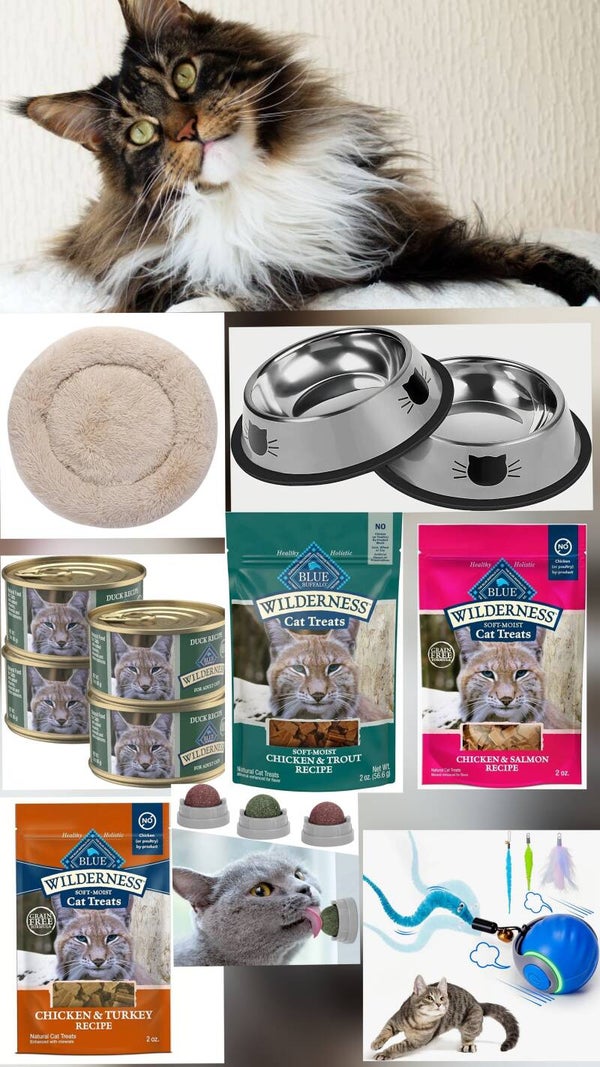 The ultimate cat box
