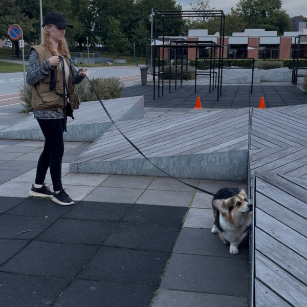 Nosework begynderhold (feb-apr) - 8 lektioner + 1 teorivideo