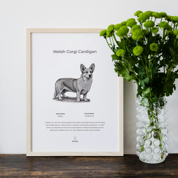 Plakat Welsh Corgi Cardigan