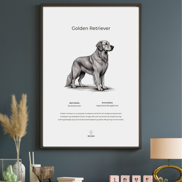 Plakat Golden Retriever