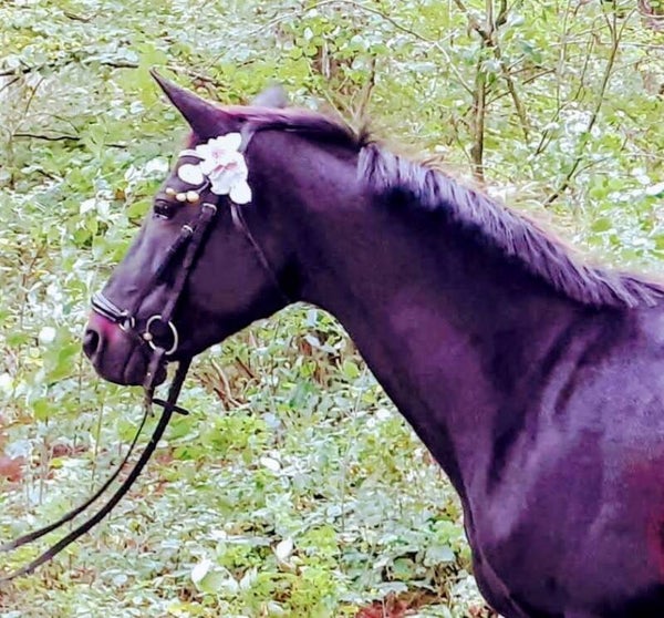 Black Beauty Fiësta