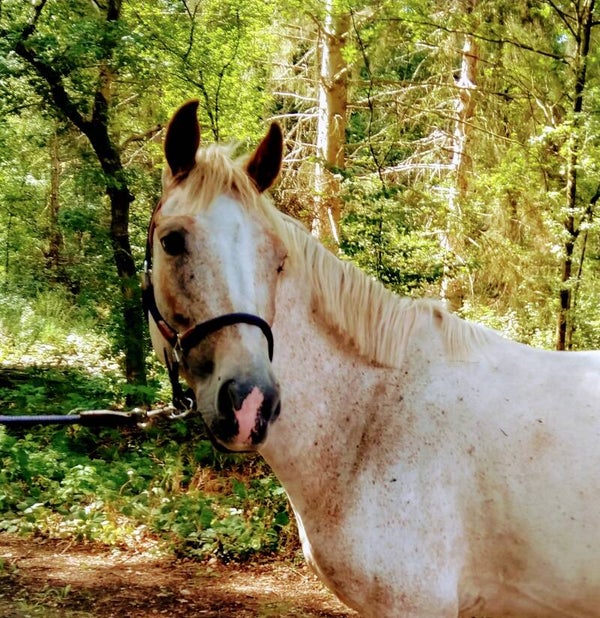 Coole Appi