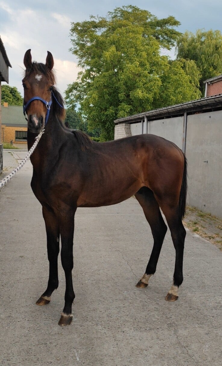 Dynamite Cruz Untouchable Z