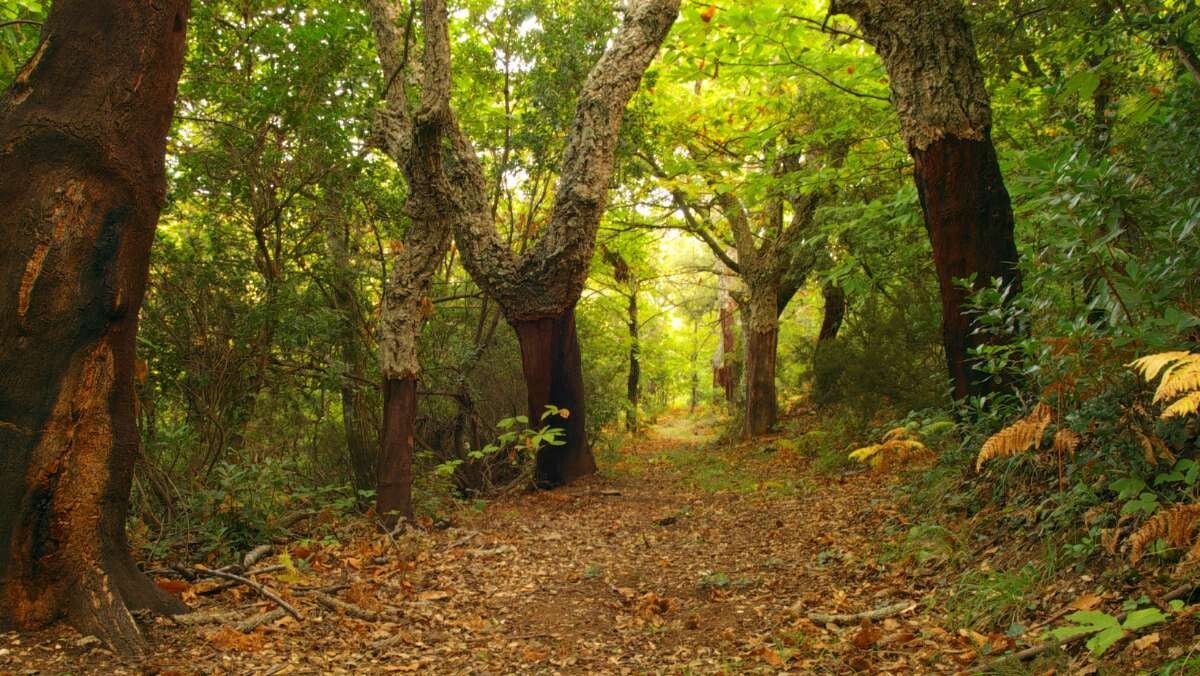 🌲 Fondant  Balade en Forêt – 10 g
