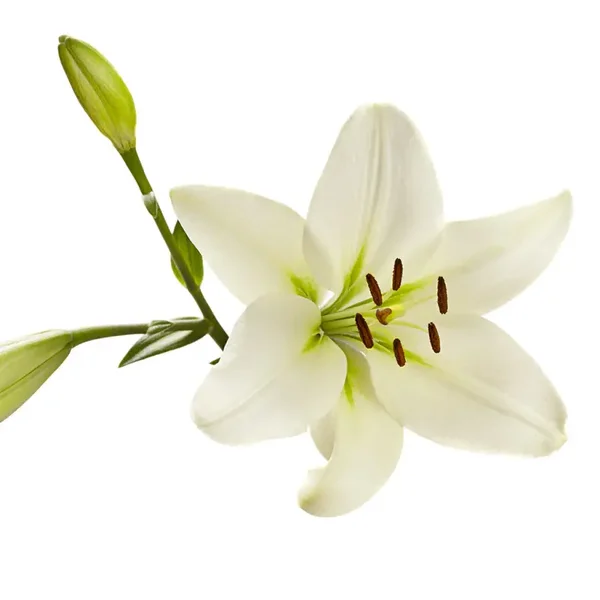 🤍 Fondant parfumé Lys Blanc – 10 g