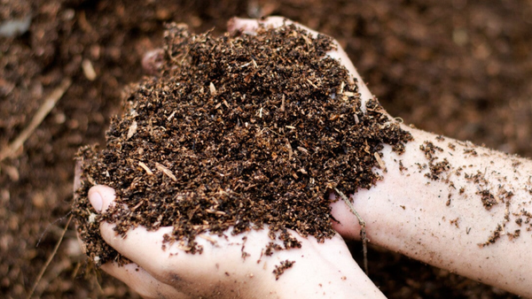 Organic living soil