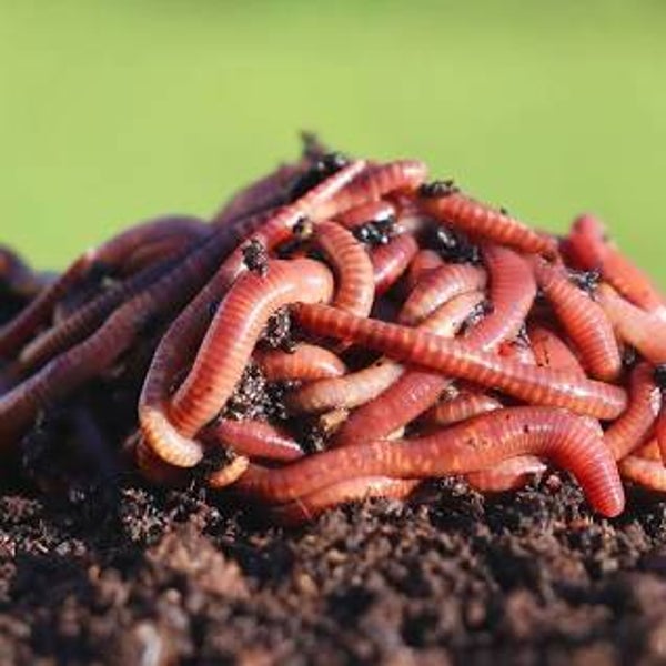 compost worms