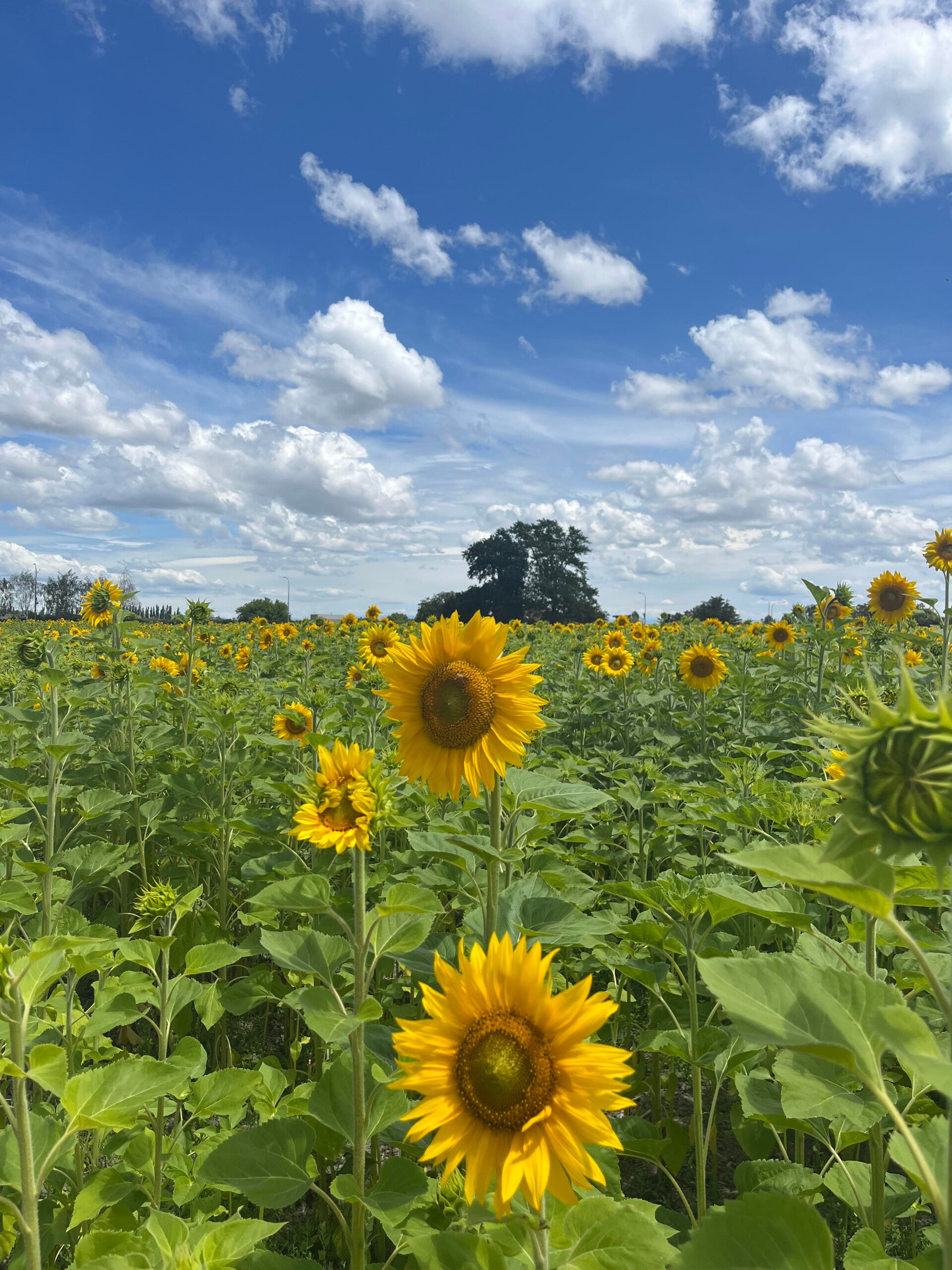 2x Practitioner Sessions $200 (normally $240)