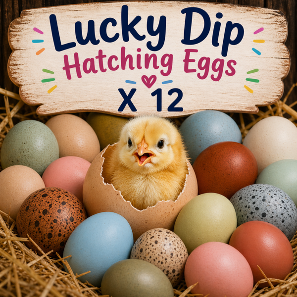 LUCKY DIP X 12 Purebreed Hatching Eggs
