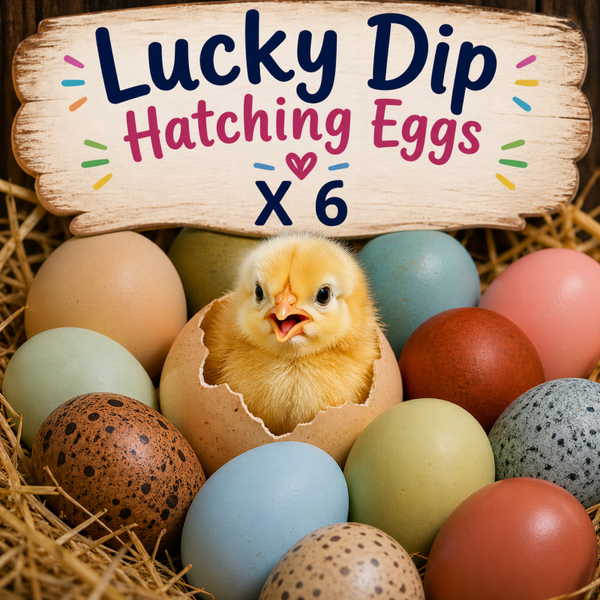 LUCKY DIP x 6 Purebreed Hatching Eggs