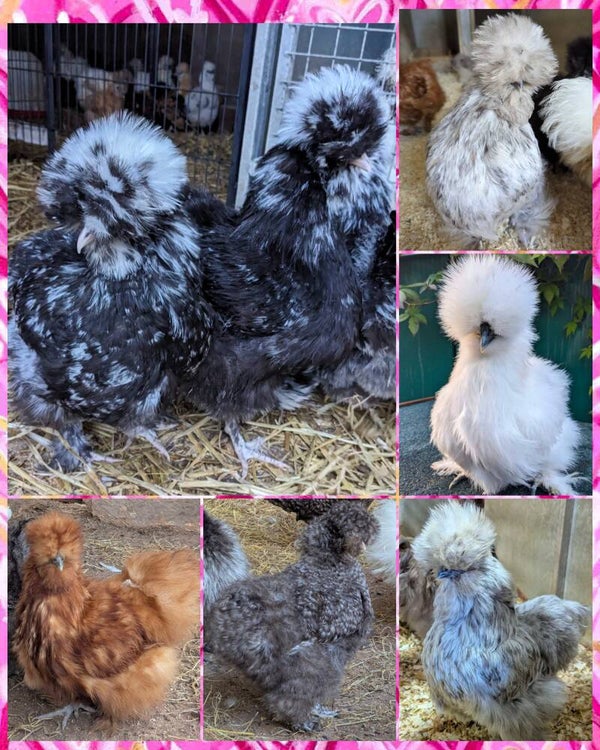 USA Silkie X 6 Mixed Bantam Hatching Eggs