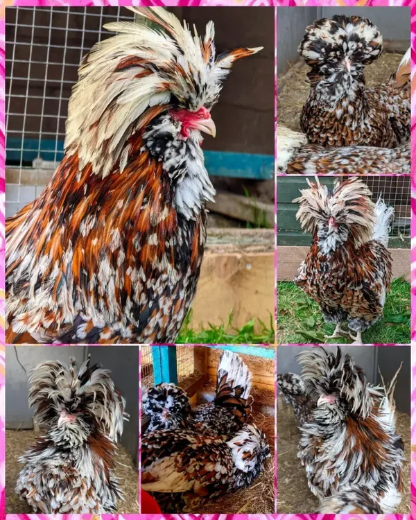Tolbunt Polish X 12 Large Fowl Hatching Eggs