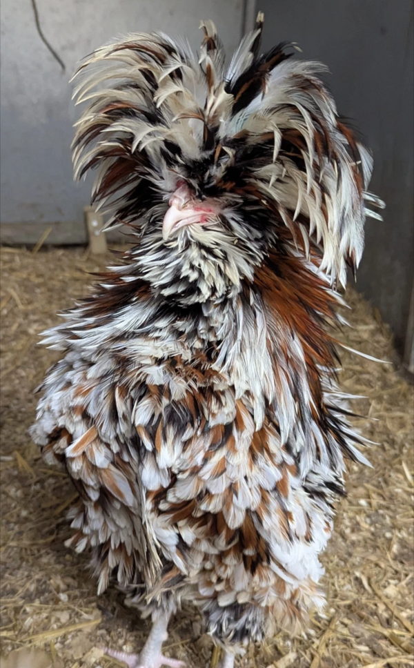 Tolbunt Polish X 6 Large Fowl Hatching Eggs - Smooth and Frizzle  Smooth and Frizzle