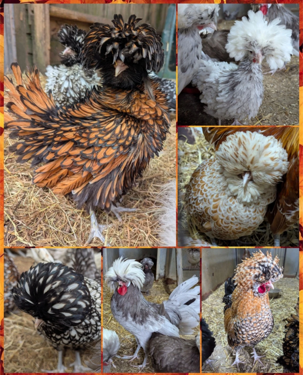 Polish X 6 Bantam Hatching Eggs - Purebred Colour Pens
