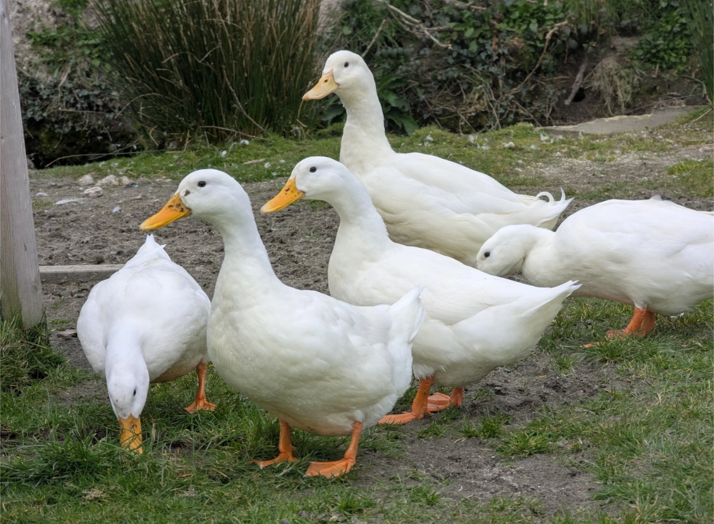 Cherry Valley Duck X 6 Hatching Eggs