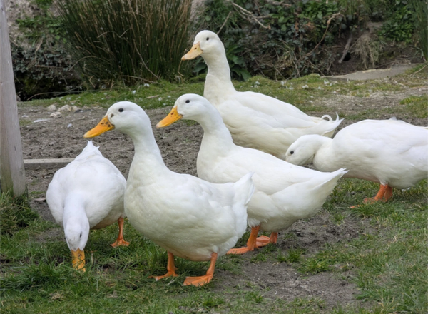 Cherry Valley Duck X 6 Hatching Eggs