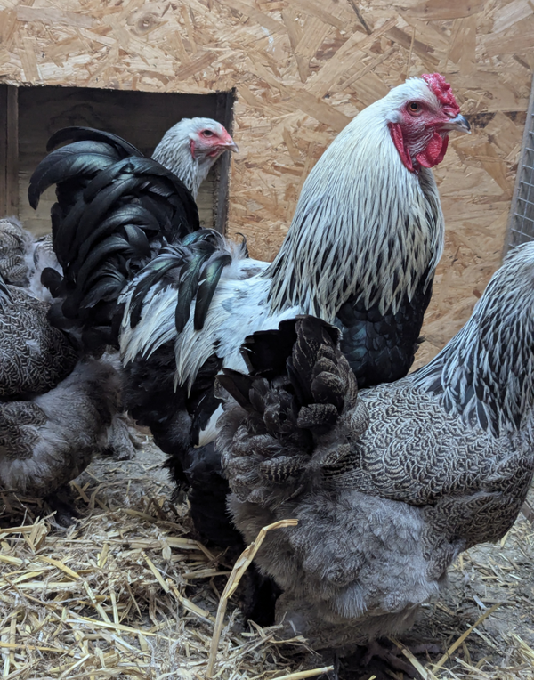 LF Exhibition Dark Brahma X 6 Hatching Eggs